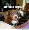 dog 2.jpg