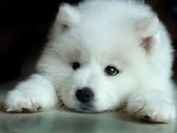 ♥ Wolfy ♥