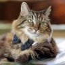a fucking cat™