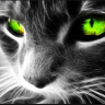 DubstepCat