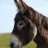 EliteDonkey